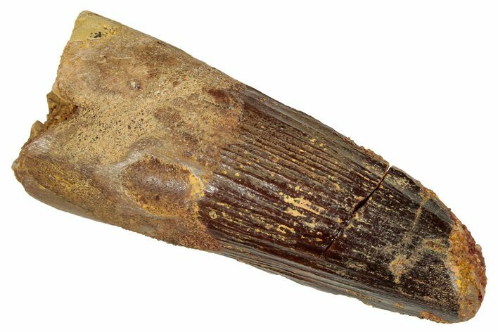 Fossil Spinosaurus Tooth - Real Dinosaur Tooth #333605